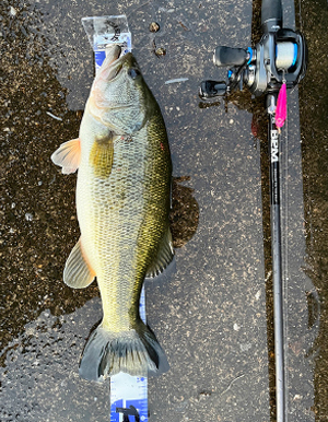 地面に置かれた魚と釣り竿の画像。画像左側に魚、右側に釣り竿が置いてある。